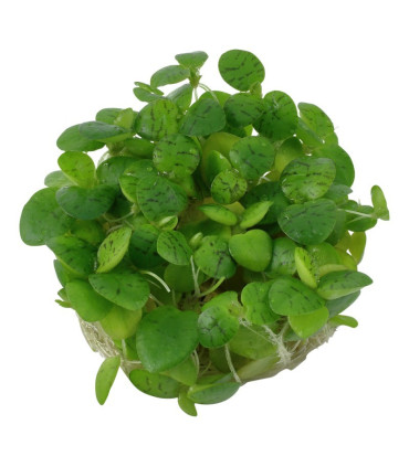 Hygrophila Araguaia | Plantas de Acuario Tropica | Acuario Plantado