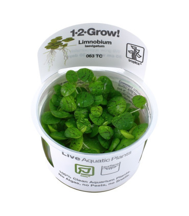 Hygrophila Araguaia | Plantas de Acuario Tropica | Acuario Plantado