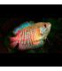 Colisa Rojo Neon | Comprar Colisa | Acuario Plantado
