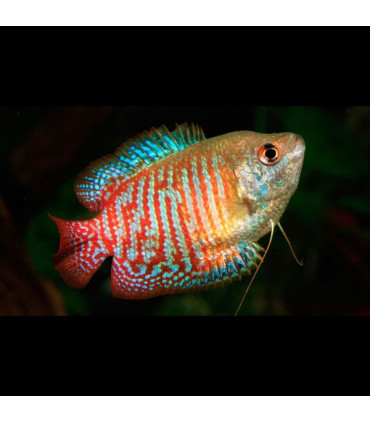 Colisa Rojo Neon | Comprar Colisa | Acuario Plantado