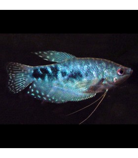 Gourami Azul Ópalo