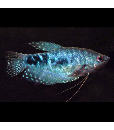 Gouarmi Chocolate | Comprar Gourami | Acuario Plantado