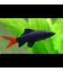Locha Kuhli | Comprar Peces acuarioi | Acuario Plantado