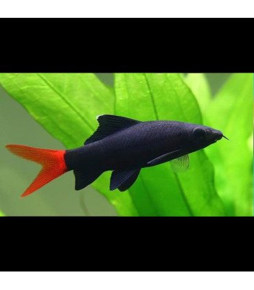 Locha Kuhli | Comprar Peces acuarioi | Acuario Plantado