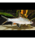 Locha Kuhli | Comprar Peces acuarioi | Acuario Plantado