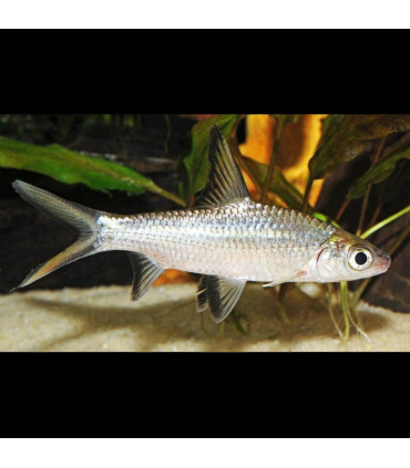 Locha Kuhli | Comprar Peces acuarioi | Acuario Plantado