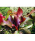 Plantas de acuario Echinodorus Red Devil