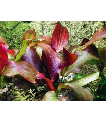Plantas de acuario Echinodorus Red Devil