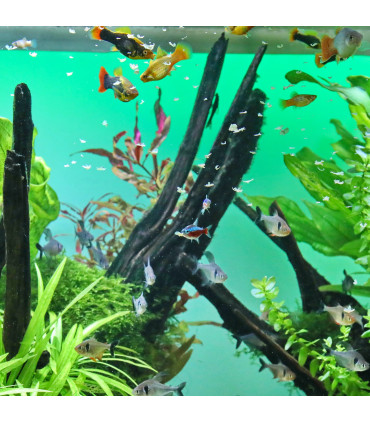 Escamas para acuario comunitario | JBL Bel Flakes 1000 | Acuario Plantado