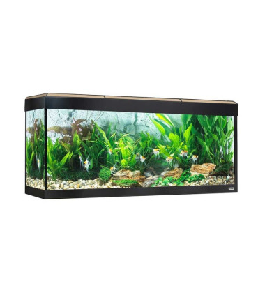 Fluval Roma 240 | Kit de acuario Fluval | Acuario Plantado