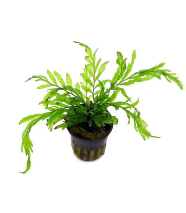 Bolbitis Heudelotii | Plantas de acuario| Acuario Plantado