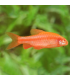 Barbo Cereza | Comprar barbo | Acuario Plantado