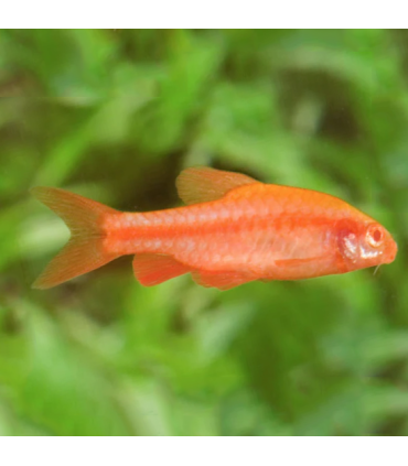 Barbo Cereza | Comprar barbo | Acuario Plantado
