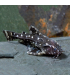 Hypancistrus Inspector | Comprar Hypancistrus Inspector | Acuario Plantado