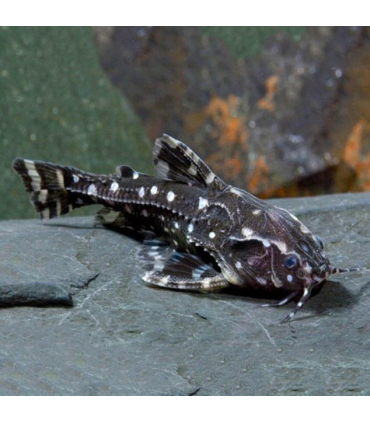 Hypancistrus Inspector | Comprar Hypancistrus Inspector | Acuario Plantado