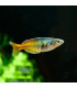 Pez Arcoiris Bicolor | Comprar Pez Arcoiris | Acuario Plantado