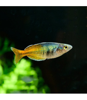 Pez Arcoiris Bicolor | Comprar Pez Arcoiris | Acuario Plantado