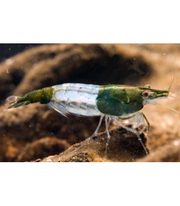 Gamba Green Rili | Gambas de acuario | Acuario Plantado