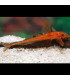 Rineloricaria Roja | Comprar Loricaria Roja L010a | Acuario Plantado