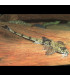 Loricaria Marmol | Comprar Loricaria Filamentosa | Acuario Plantado