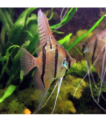 Pez de acuario Escalar