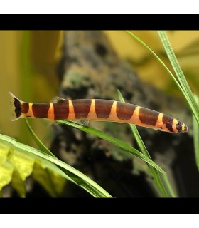 Kuhli Loach