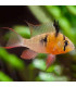 Pez de acuario Ramirezi