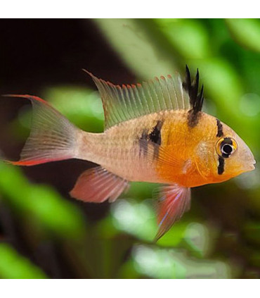 Pez de acuario Ramirezi