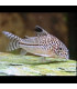 Pez Corydora leopardo Julii