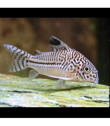 Pez Corydora leopardo Julii