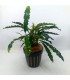 Plantas de acuario | Bucephalandra King Crocodile