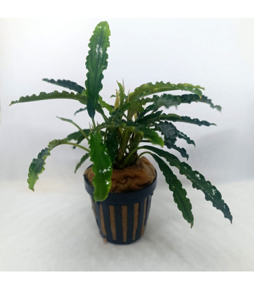Plantas de acuario | Bucephalandra King Crocodile