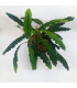 Plantas de acuario | Bucephalandra Alamanda Blue V6