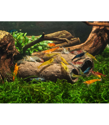 Alimento y cueva para crias de gambas | Crispy Caves Baby | Acuario Plantado