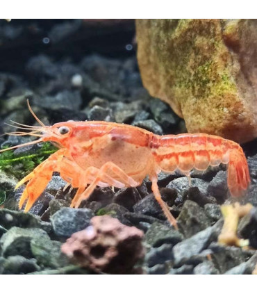 Cangrejos de acuario cambarellus naranja