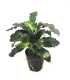 Plantas de acuario | Bucephalandra Alamanda Blue V6