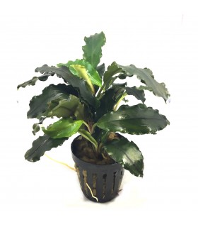 Bucefalandra Lalina