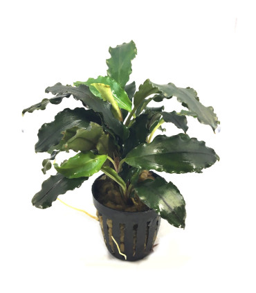 Plantas de acuario | Bucephalandra Alamanda Blue V6