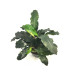 Plantas de acuario | Bucephalandra Alamanda Blue V6