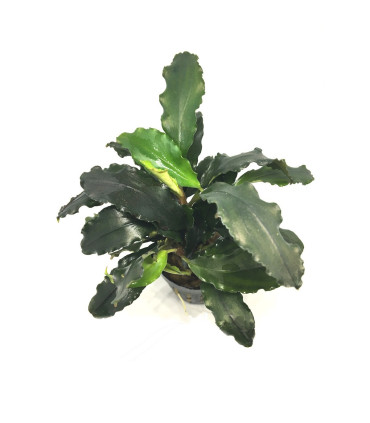 Plantas de acuario | Bucephalandra Alamanda Blue V6