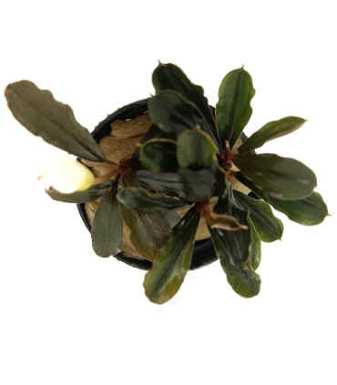 Plantas de acuario | Bucephalandra Heron