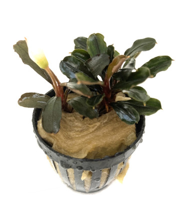 Plantas de acuario | Bucephalandra Alamanda Blue V6