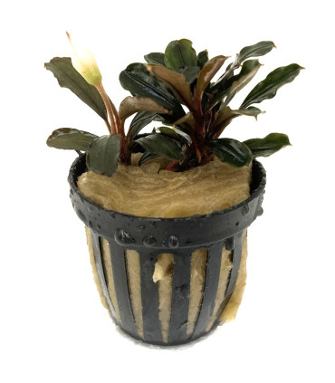 Plantas de acuario | Bucephalandra Alamanda Blue V6