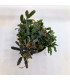 Plantas de acuario | Bucephalandra Alamanda Blue V6