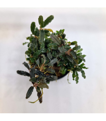 Plantas de acuario | Bucephalandra Alamanda Blue V6