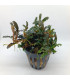 Plantas de acuario | Bucephalandra Alamanda Blue V6