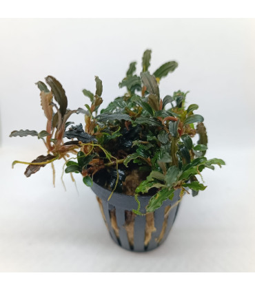 Plantas de acuario | Bucephalandra Alamanda Blue V6