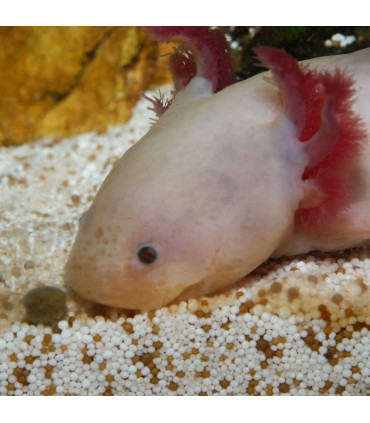 Comida para ajolotes | JBL Pronovo Lotl | Acuario Plantado