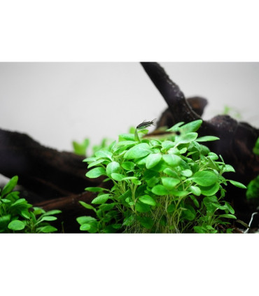 Lobelia cardenalis mini | Plantas de Acuario Tropica | Acuario Plantado