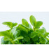 Alternanthera reineckii mini | Plantas de Acuario Tropica | Acuario Plantado